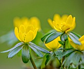 ERANTHIS HYEMALIS  WINTER ACONITE