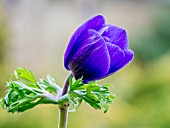 ANEMONE CORONARIA HARMONY BLUE