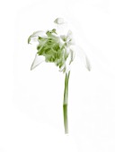 GALANTHUS NIVALIS DOUBLE