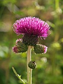 CIRSIUM RIVULARE TREVORS BLUE WONDER