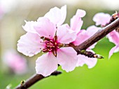 PRUNUS DULCIS ALMOND FLOWER