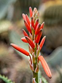 ALOE HYBRID