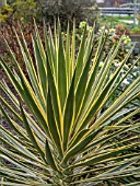 YUCCA GLORIOSA VARIEGATA