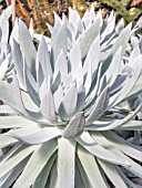 DUDLEYA BRITTONII