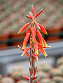 ALOE HUMILIS