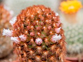 MAMMILLARIA ELONGATA FLOWER