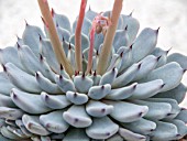 ECHEVERIA CUSPIDATA SSP. ZARAGOZAE