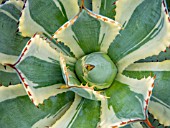 AGAVE POTATORUM VARIGATED