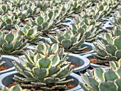 AGAVE POTATORUM VARIEGATED