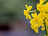 NARCISSUS TWINKLING YELLOW