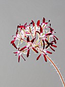 PELARGONIUM AURITUM SSP AURITUM