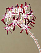 PELARGONIUM AURITUM SSP AURITUM