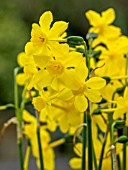 NARCISSUS TWINKLING YELLOW