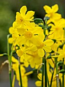 NARCISSUS TWINKLING YELLOW