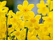 NARCISSUS TWINKLING YELLOW