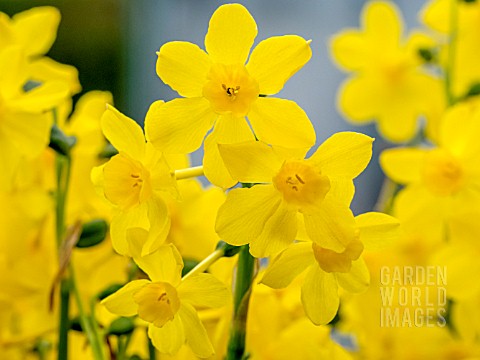 NARCISSUS_TWINKLING_YELLOW