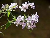 PHLOX DIVARICATA CLOUDS OF PERFUME