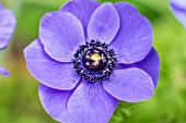 ANEMONE CORONARIA HARMONY BLUE