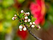 PRUNUS CERASUS IN FLOWER