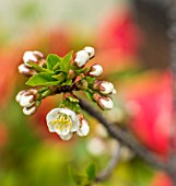 PRUNUS CERASUS IN FLOWER