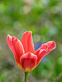 TULIP FLOWER