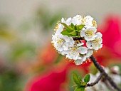 PRUNUS CERASUS IN FLOWER