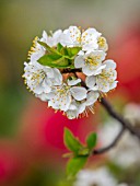 PRUNUS CERASUS IN FLOWER