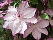 CLEMATIS OMOSHIRO