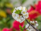 PRUNUS CERASUS IN FLOWER