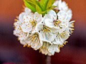 PRUNUS CERASUS IN FLOWER