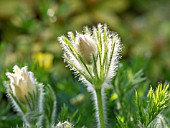 PULSATILLA VULGARIS