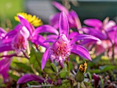 PLEIONE FORMOSANA