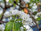 PYRUS COMMUNIS  CONFERENCE PEAR BLOSSOM