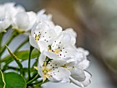 PYRUS COMMUNIS  CONFERENCE PEAR BLOSSOM