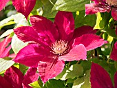 CLEMATIS REBECCA