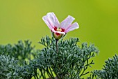 SARCOCAULON MULTIFIDUM