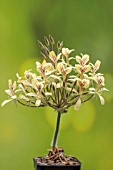 PELARGONIUM OBLONGATUM