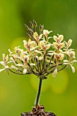 PELARGONIUM OBLONGATUM