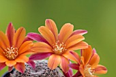 REBUTIA BO JANGLES HYBRID