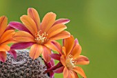 REBUTIA BO JANGLES HYBRID