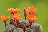 REBUTIA MINUSCULA IN FLOWER