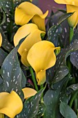 ZANTEDESCHIA YELLOW JACKET