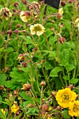 GEUM EDEN VALLEY ANGEL