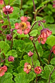 GEUM LIPSTICK SUNSET