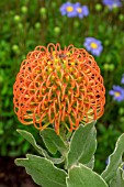 LEUCOSPERMUM CORDIFOLIUM