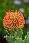 LEUCOSPERMUM CORDIFOLIUM