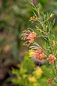 GREVILLEA SEMPERFLORENS