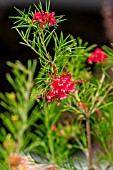 GREVILLEA CANBERRA GEM