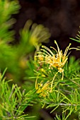 GREVILLEA JUNIPERINA SULPHUREA