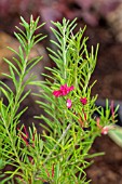 GREVILLEA ROSMARINIFLORA